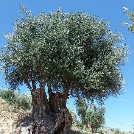 Amazona And 아파트호텔