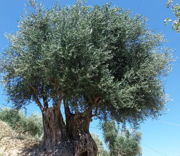 Amazona And Lägenhetshotell